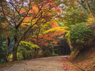 Beautiful and Colorful Maple Leaves and Trees in Autumn or Fall, A Path or Way of Hiking in The Forest