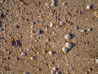 Top view of sea shells on the sand. The evening light of the sunset illuminates the beach with warm orange light. Sea vacation concept. Copy space. Flat lay.