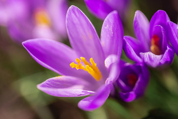 Krokus lila Pflanze Makro