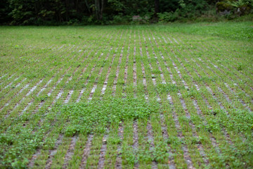 Tile texture with grass growing from it