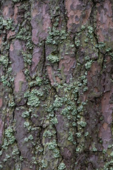 Pine bark texture with lichen growing on it