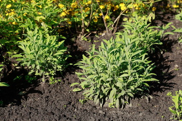 Echter Salbei, (Salvia officinalis), Heilpflanze, Deutschland, Europa