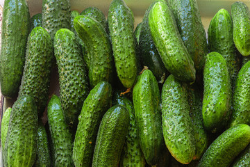 Green cucumbers. Fresh produce from the Farmers Market.