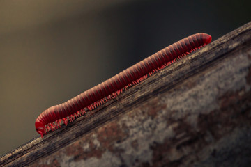Millipede crawling on wood