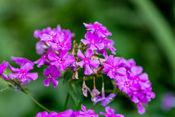 purple flowers in the garden