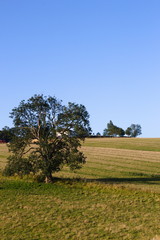 A tree in a field near Wold Newton in the Lincolnshire Wolds. 