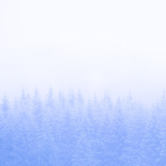 Obraz na płótnie Canvas Winter background. Beautiful cold coniferous forest. Firs, larches. Styria mountains, Austria. Squared format, blue pastel tone