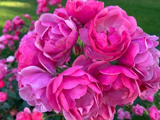 Pink and soft bush roses
