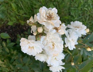 Obraz na płótnie Canvas White and soft bush roses
