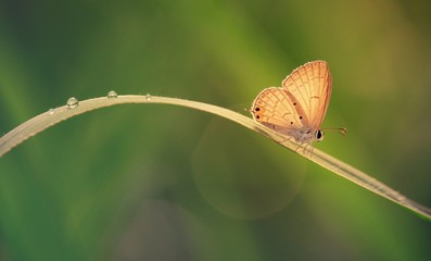 Butterfly basking under the sunlight