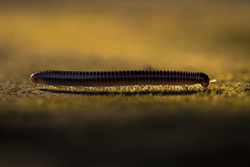 Millipede profile view with detailed legs