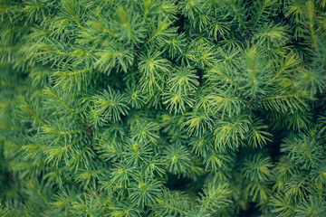 Spring growth of young Canadian spruce, Natural texture background. Blur selective focus