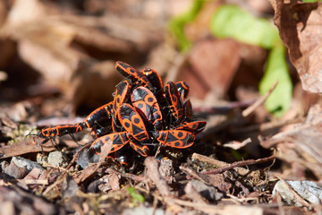 Gemeine Feuerwanzen auf dem Waldboden im Frühjahr