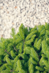 Norway spruce - Picea abies or European spruce new needles. Abstract Natural coniferous background. Blur selective focus. 