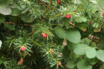 Eibe im Garten Nahaufnahme
