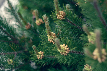 Young pine shoots and cones close up. Natural background texture. Selective focus blur