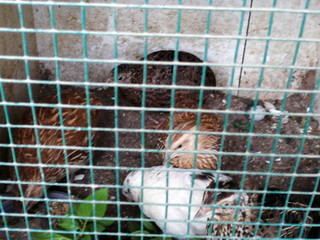 Obraz premium cute birds standing in the cage