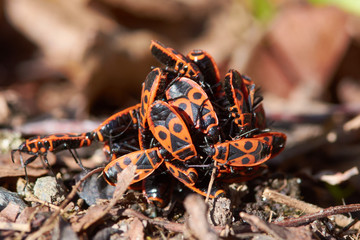 Gemeine Feuerwanzen auf dem Waldboden im Frühjahr