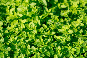 Obraz premium Pfefferminze (Mentha piperita) Blätter, Deutschland, Europa