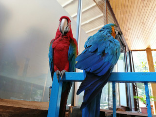 talkative cute and colorful parrots