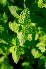Pfefferminze (Mentha piperita) Blätter, Deutschland, Europa