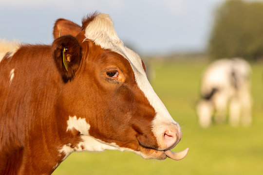 Irish simmental cattle in a farm ranch in Europe for milk and meat business