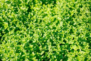 Pfefferminze (Mentha piperita) Blätter, Deutschland, Europa