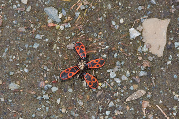Gemeine Feuerwanzen auf dem Waldboden im Frühjahr