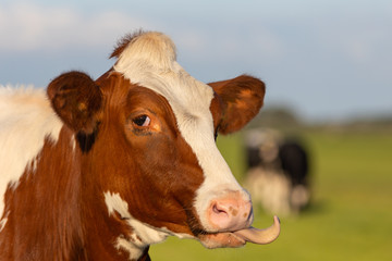 Irish simmental cattle in a farm ranch in Europe for milk and meat business