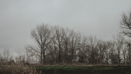 Obraz na płótnie Canvas bare trees on misty overcast morning in the morning on winter