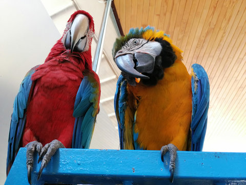 talkative cute and colorful parrots