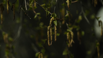 birch leaves in the garden in april spring warm day