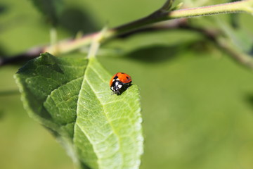 Ladybug closeup