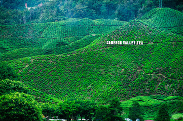 Cameroon Valley Tea Plantation
