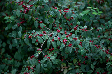 Wild honeysuckle with red berries on a background of green leaves