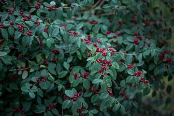 Wild honeysuckle with red berries on a background of green leaves