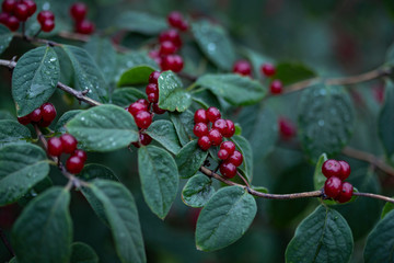 Wild honeysuckle with red berries on a background of green leaves