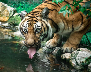 Fototapeta na wymiar A tiger sticking his tongue out while drinking water in Palic, Subotica, Serbia