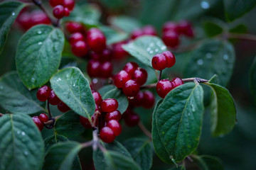 Wild honeysuckle with red berries on a background of green leaves