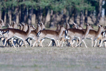 Ein Rudel Damwild in der Oberlausitz	
