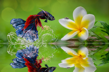A Siamese Fighting Fish jump up to eat jumping spider with water splash on nature background.