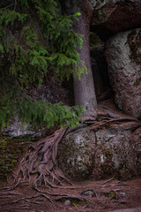 Trees with embossed roots creeping over the rocks