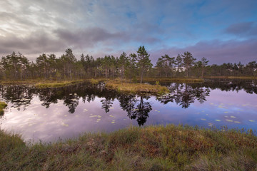 colorful landscape with swamp at dawn . In early autumn in the north of Russia