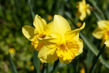 Fototapeta premium Gelbe Narzissen, Narzissenblüte (Narcissus Pseudonarcissus), Deutschland