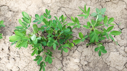 Growing organic peanuts, outdoor peanut bushes grow in the ground in the vegetable garden. Peanut tree in agricultural plantations