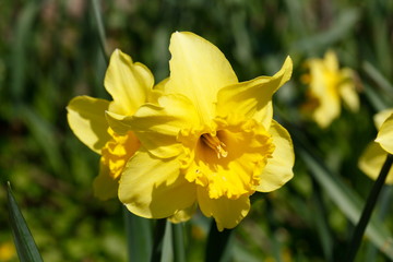 Gelbe Narzissen, Narzissenblüte  (Narcissus Pseudonarcissus), Deutschland