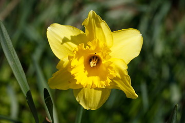 Fototapeta premium Gelbe Narzissen, Narzissenblüte (Narcissus Pseudonarcissus), Deutschland