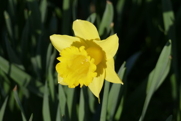 Gelbe Narzissen, Narzissenbl&uuml;te  (Narcissus Pseudonarcissus), Deutschland