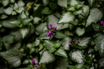 Green garden plant with white center on the leaves