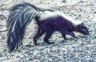 black and white skunk